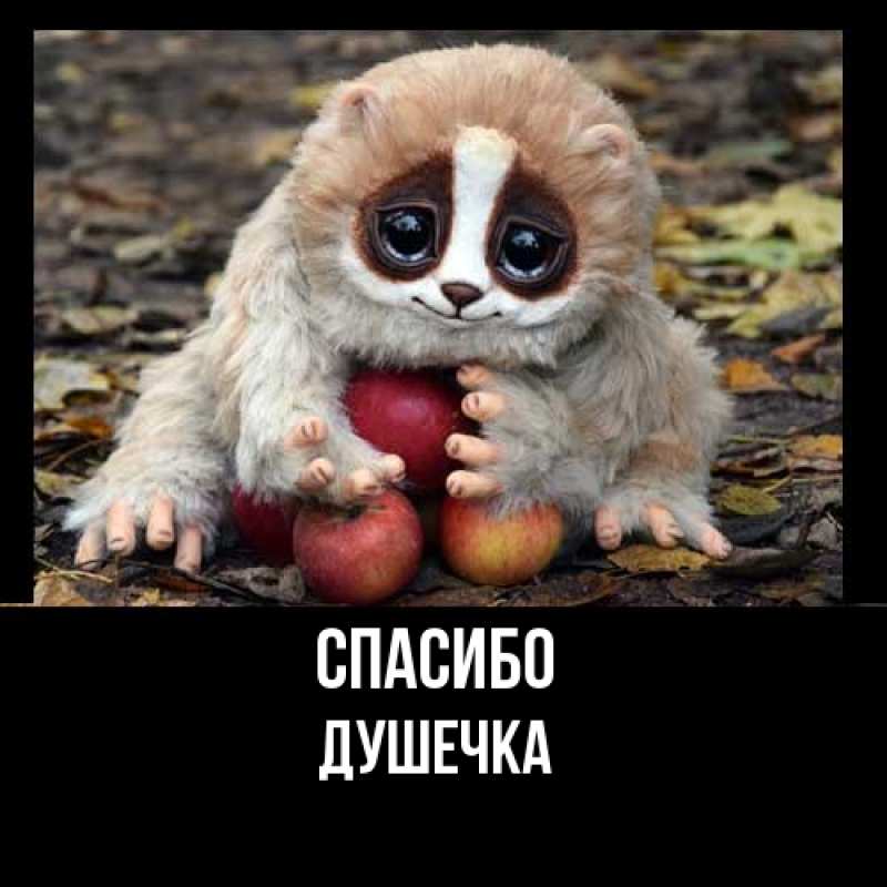 Картинка Спасибо, душечка