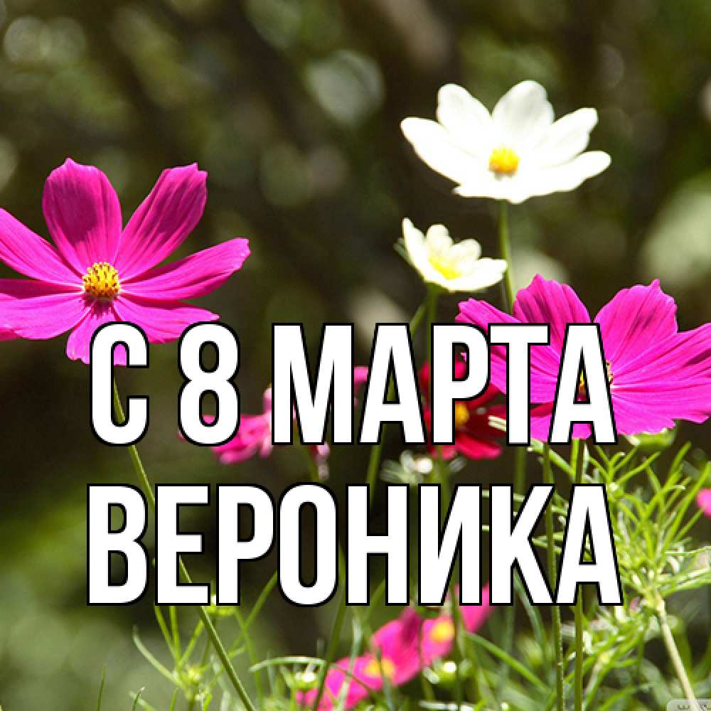 Открытка на каждый день с именем, Вероника C 8 МАРТА цветы Прикольная открытка с пожеланием онлайн скачать бесплатно 