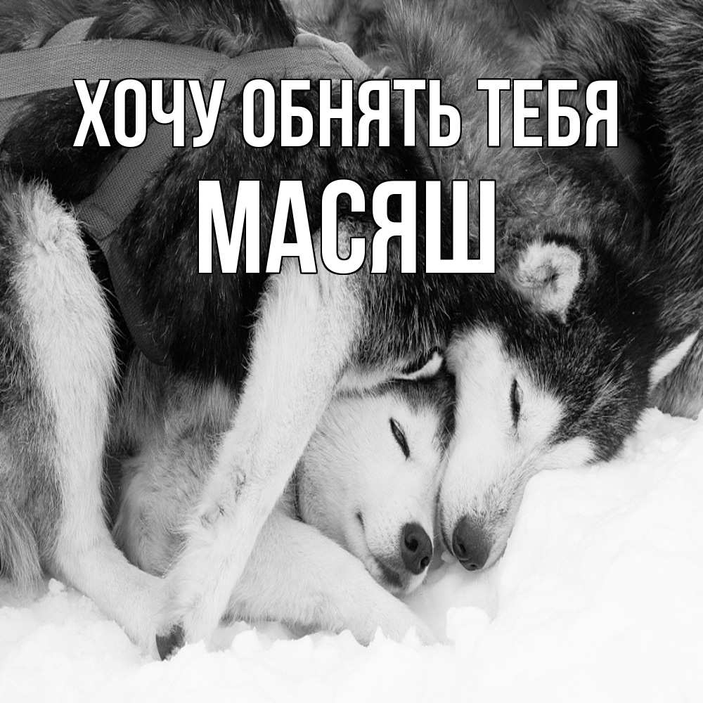 Открытка на каждый день с именем, Масяш Хочу обнять тебя собачки в упряжке Прикольная открытка с пожеланием онлайн скачать бесплатно 