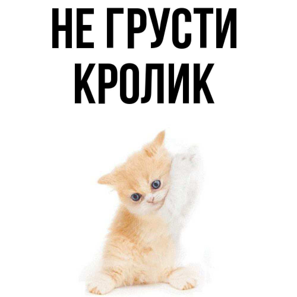 Открытка на каждый день с именем, кролик Не грусти просящий кот Прикольная открытка с пожеланием онлайн скачать бесплатно 