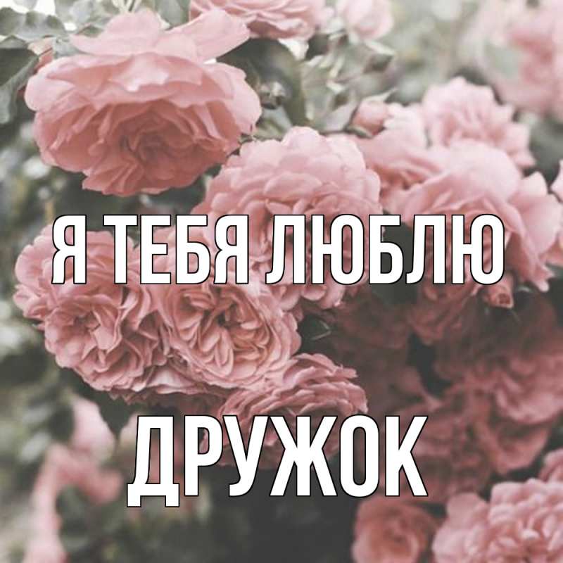 Картинка Я тебя люблю, Дружок