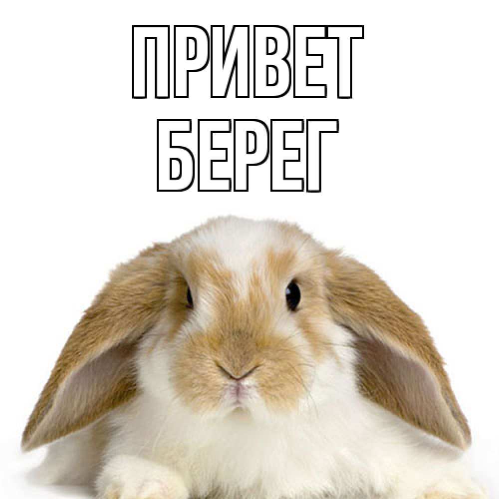 Открытка на каждый день с именем, Берег Привет с животными Прикольная открытка с пожеланием онлайн скачать бесплатно 