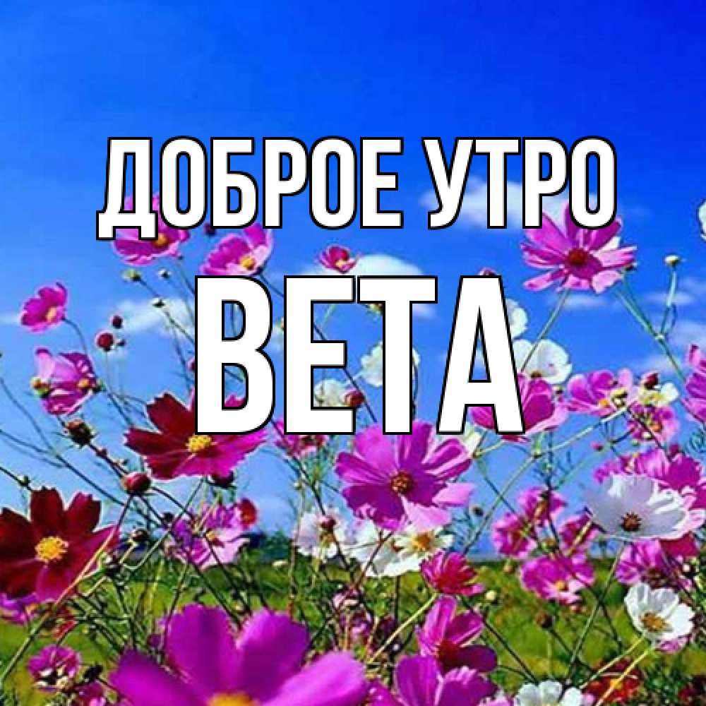 Открытка на каждый день с именем, Вета Доброе утро сиреневые цветы Прикольная открытка с пожеланием онлайн скачать бесплатно 