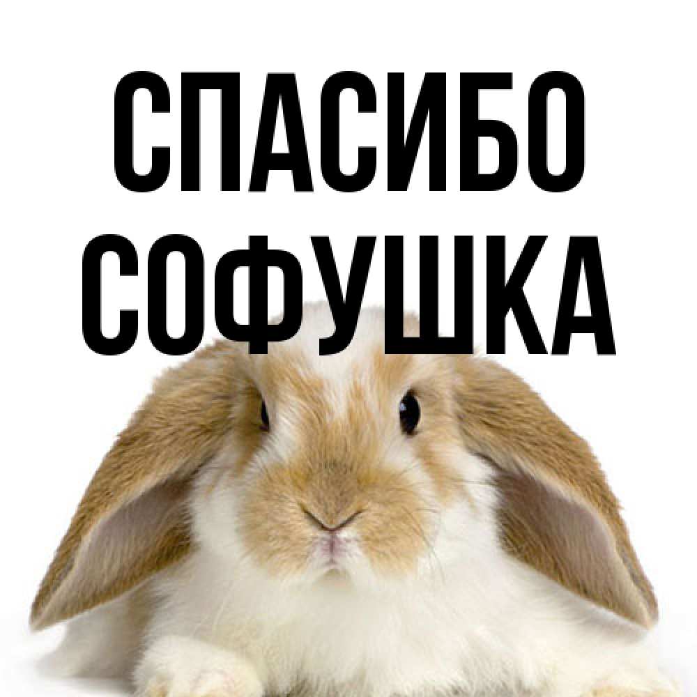 Открытка на каждый день с именем, Софушка Спасибо коричнево белый заяц Прикольная открытка с пожеланием онлайн скачать бесплатно 