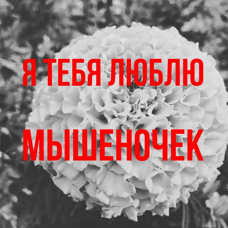 Картинка Я тебя люблю, Мышеночек