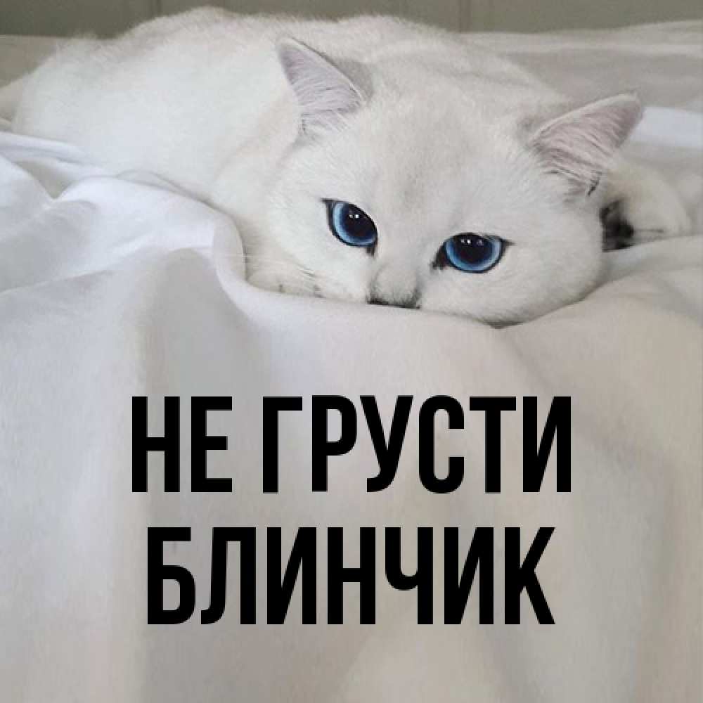 Открытка на каждый день с именем, Блинчик Не грусти Голубоглазая кошка Прикольная открытка с пожеланием онлайн скачать бесплатно 