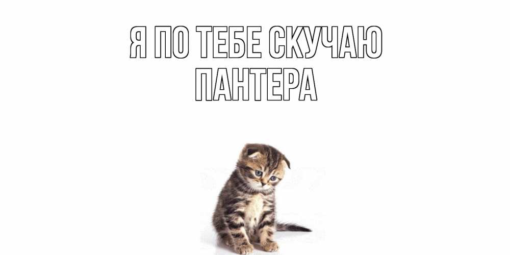 Открытка на каждый день с именем, Пантера Я по тебе скучаю кот Прикольная открытка с пожеланием онлайн скачать бесплатно 