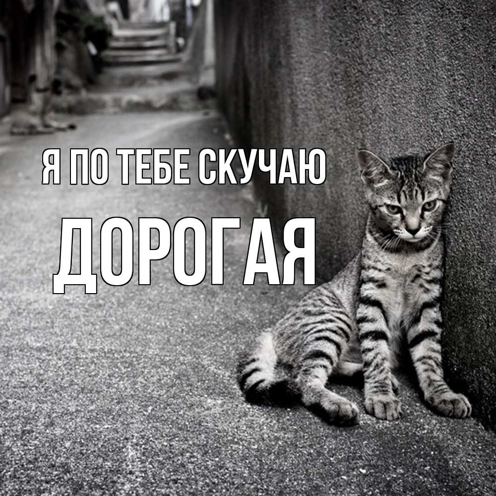 Открытка на каждый день с именем, Дорогая Я по тебе скучаю одиноко котику Прикольная открытка с пожеланием онлайн скачать бесплатно 