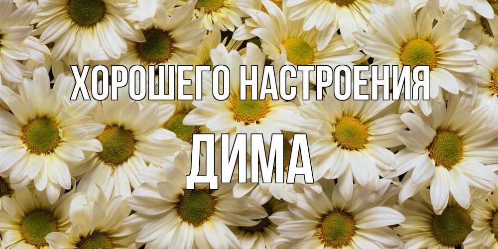 Открытка на каждый день с именем, Дима Хорошего настроения крупные ромашки Прикольная открытка с пожеланием онлайн скачать бесплатно 