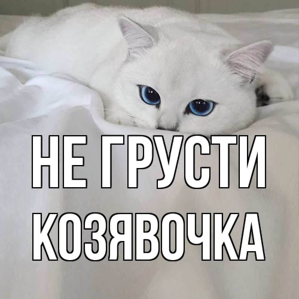 Открытка на каждый день с именем, Козявочка Не грусти белый кот с голубыми глазами на белоснежной кровати Прикольная открытка с пожеланием онлайн скачать бесплатно 