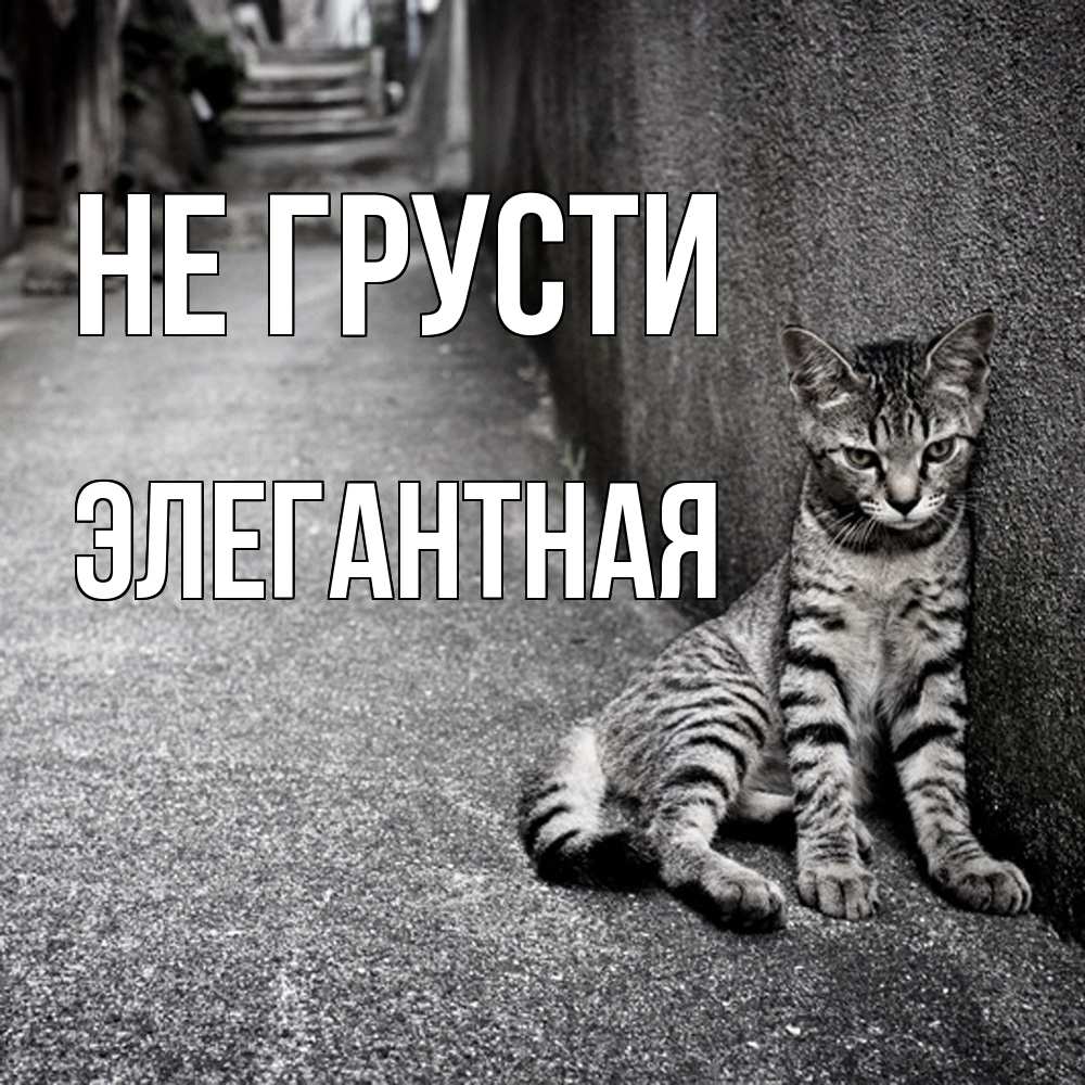 Открытка на каждый день с именем, элегантная Не грусти скучающий котик Прикольная открытка с пожеланием онлайн скачать бесплатно 