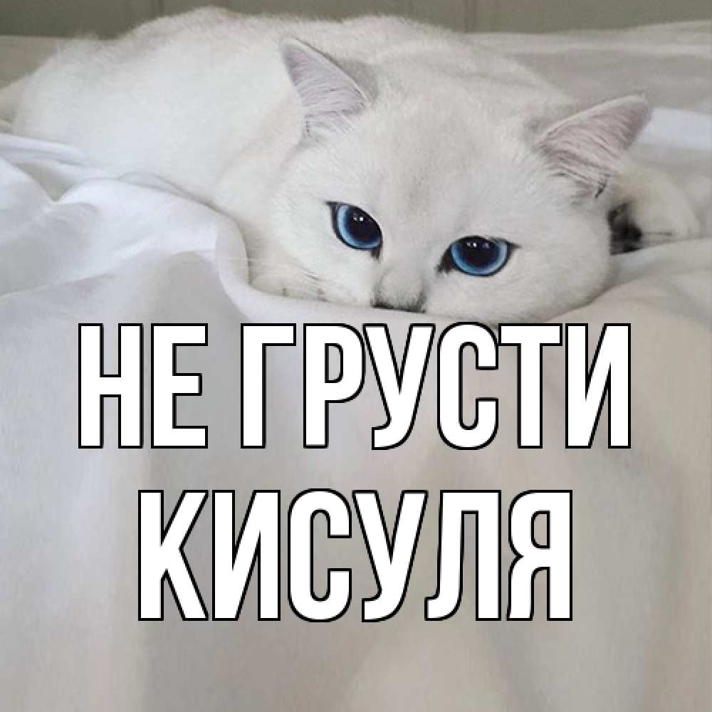 Открытка на каждый день с именем, Кисуля Не грусти белый кот с голубыми глазами на белоснежной кровати Прикольная открытка с пожеланием онлайн скачать бесплатно 