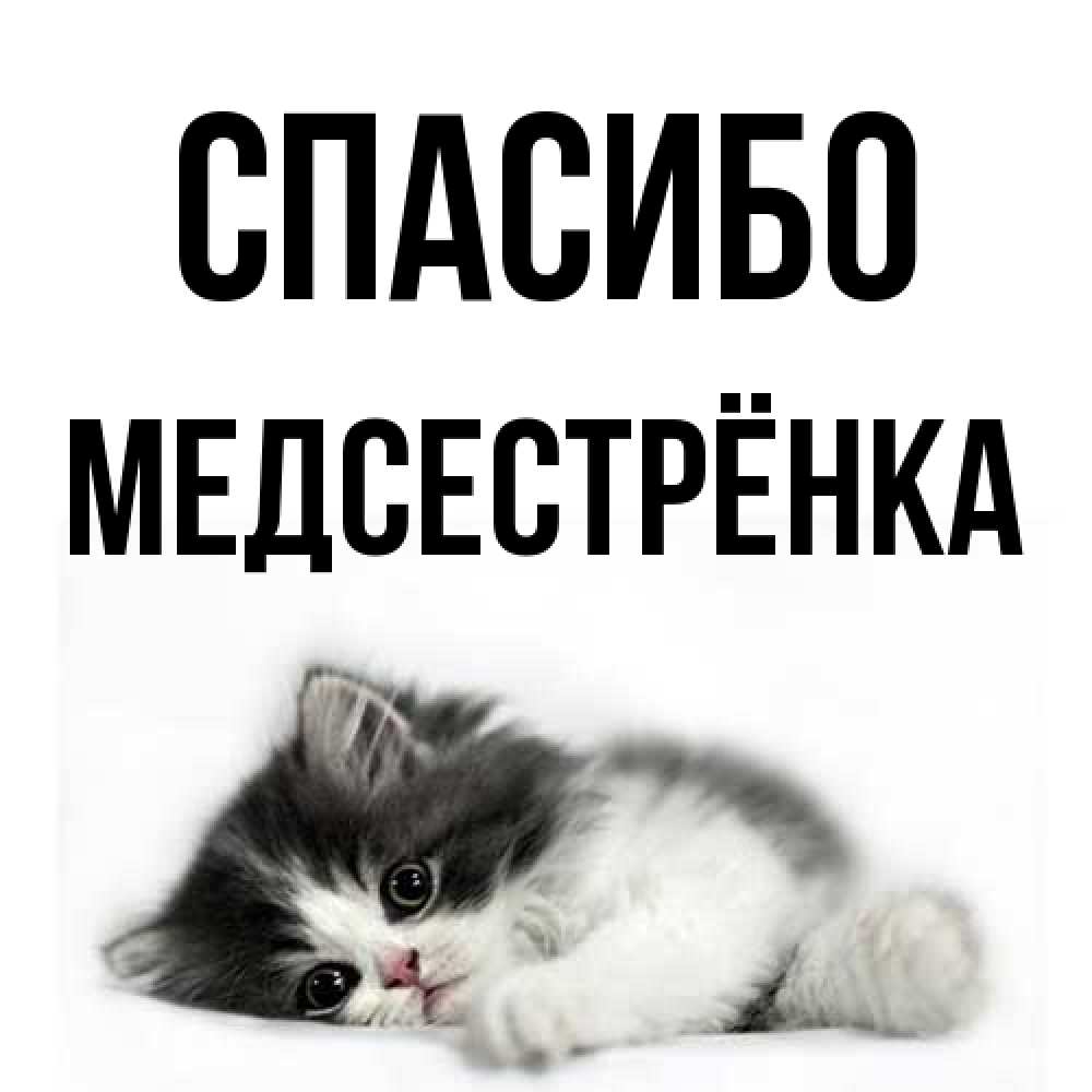 Открытка на каждый день с именем, Медсестрёнка Спасибо черный и белый кот Прикольная открытка с пожеланием онлайн скачать бесплатно 