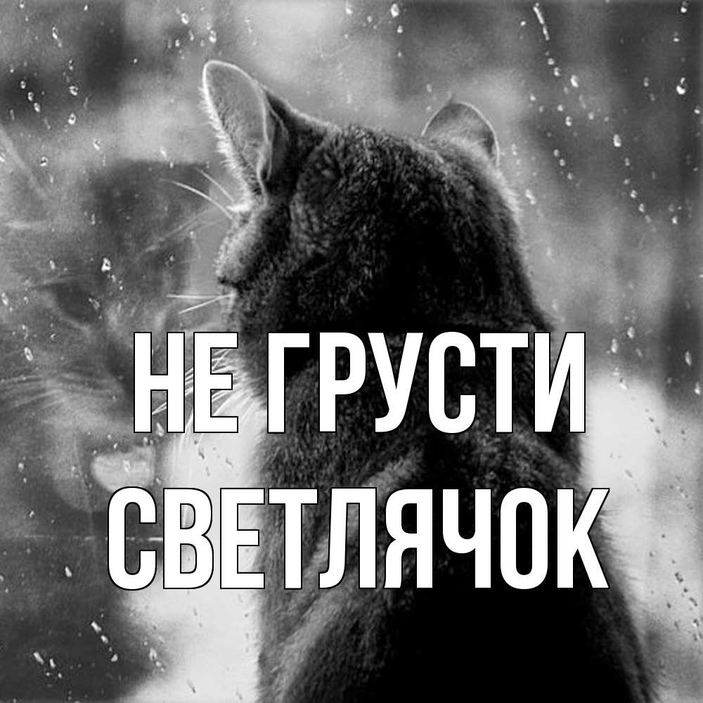 Открытка на каждый день с именем, Светлячок Не грусти отражение кота 1 Прикольная открытка с пожеланием онлайн скачать бесплатно 