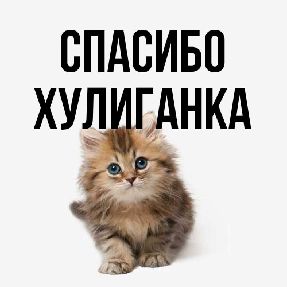 Открытка на каждый день с именем, Хулиганка Спасибо пушистый котик Прикольная открытка с пожеланием онлайн скачать бесплатно 