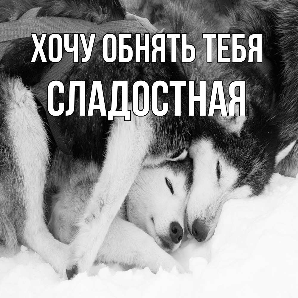 Открытка на каждый день с именем, Сладостная Хочу обнять тебя собачки в упряжке Прикольная открытка с пожеланием онлайн скачать бесплатно 