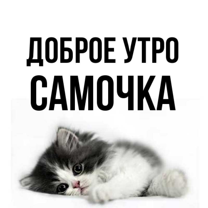 Картинка Доброе утро, Самочка