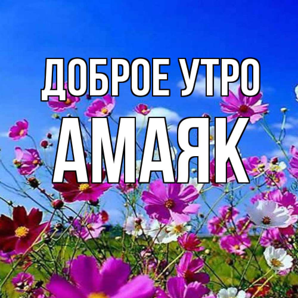 Открытка на каждый день с именем, Амаяк Доброе утро сиреневые цветы Прикольная открытка с пожеланием онлайн скачать бесплатно 
