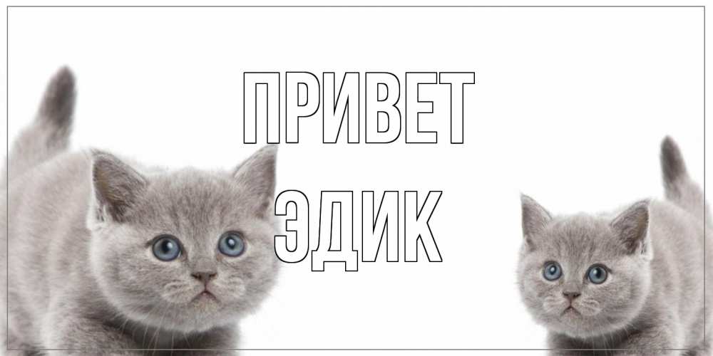 Открытка на каждый день с именем, Эдик Привет коты Прикольная открытка с пожеланием онлайн скачать бесплатно 