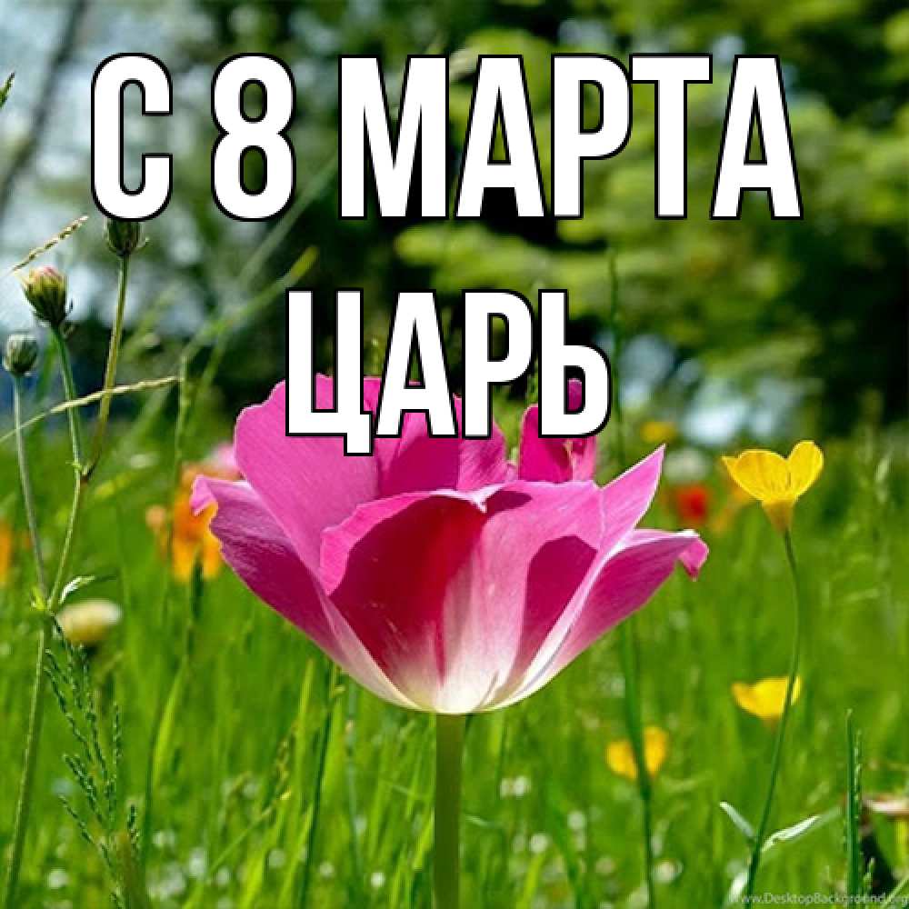Открытка на каждый день с именем, Царь C 8 МАРТА полевые цветы Прикольная открытка с пожеланием онлайн скачать бесплатно 