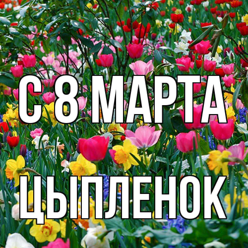 Открытка на каждый день с именем, Цыпленок C 8 МАРТА с международным женским днем поздравления для женщины Прикольная открытка с пожеланием онлайн скачать бесплатно 