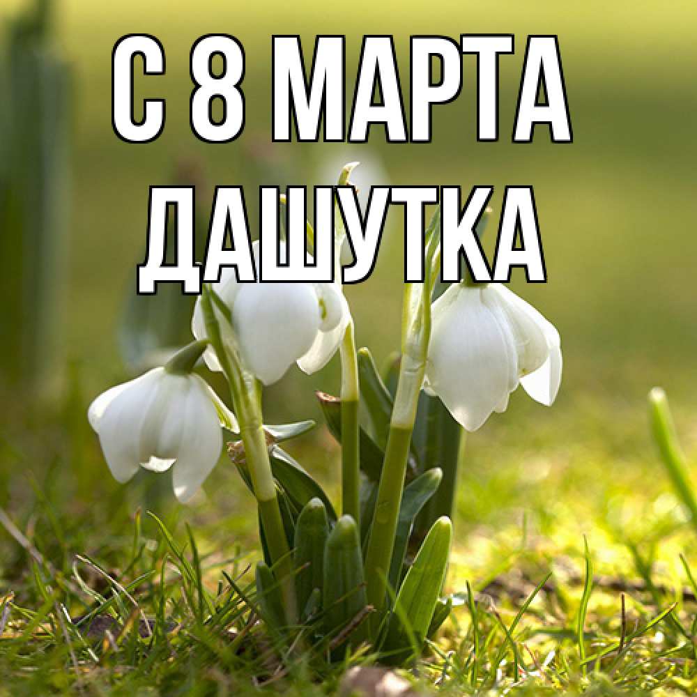Открытка на каждый день с именем, Дашутка C 8 МАРТА ранние цветы 2 Прикольная открытка с пожеланием онлайн скачать бесплатно 