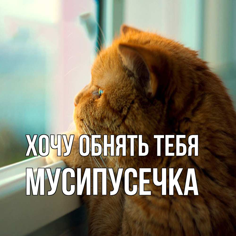 Открытка на каждый день с именем, Мусипусечка Хочу обнять тебя большой огромный рыжий котяра Прикольная открытка с пожеланием онлайн скачать бесплатно 
