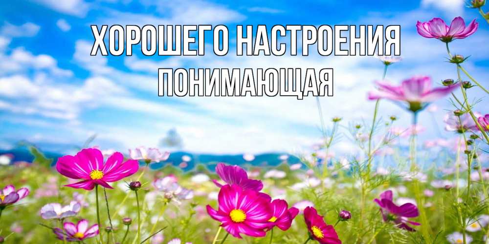 Открытка на каждый день с именем, Понимающая Хорошего настроения поле цветов Прикольная открытка с пожеланием онлайн скачать бесплатно 