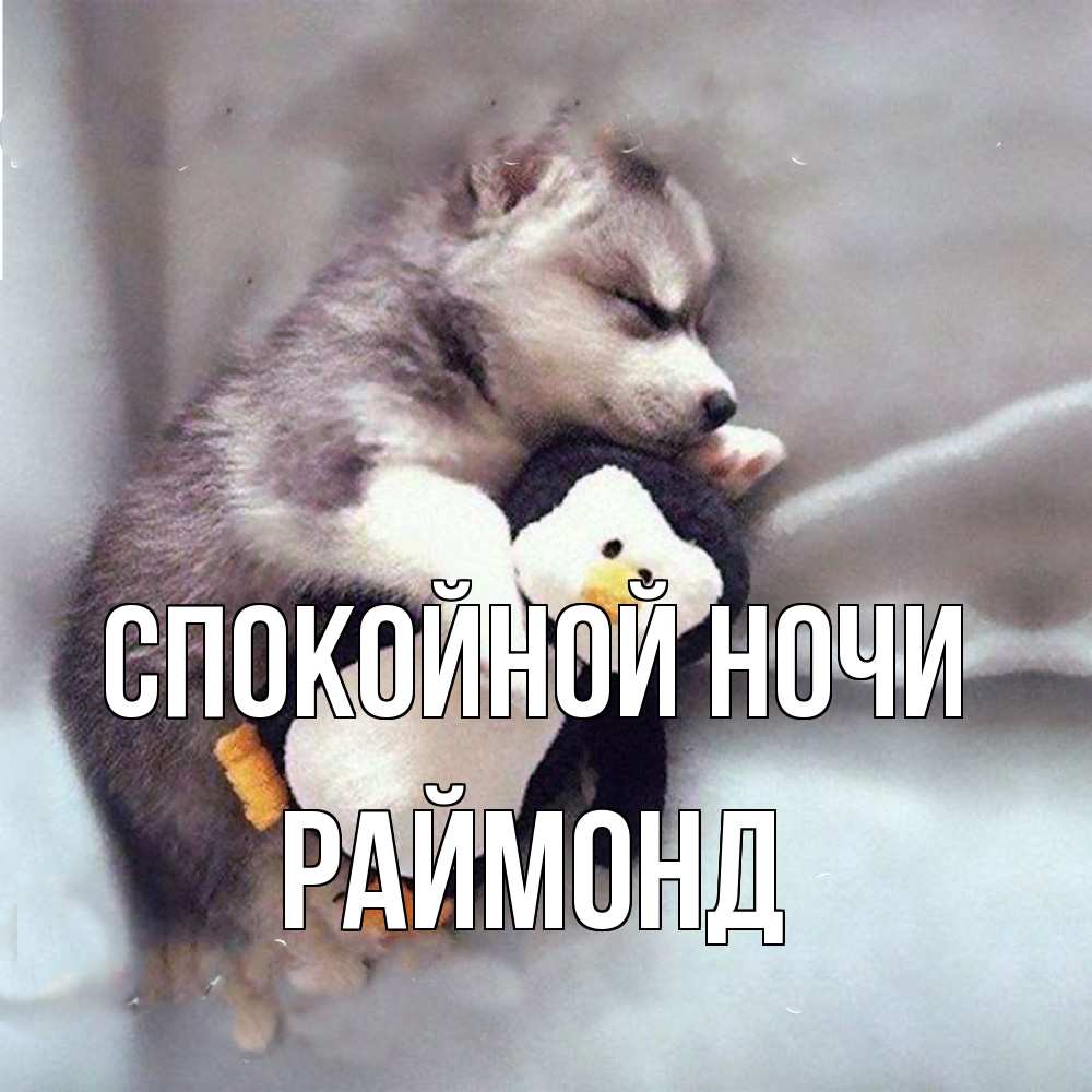 Открытка на каждый день с именем, Раймонд Спокойной ночи обнимашки щенка и пингвина Прикольная открытка с пожеланием онлайн скачать бесплатно 