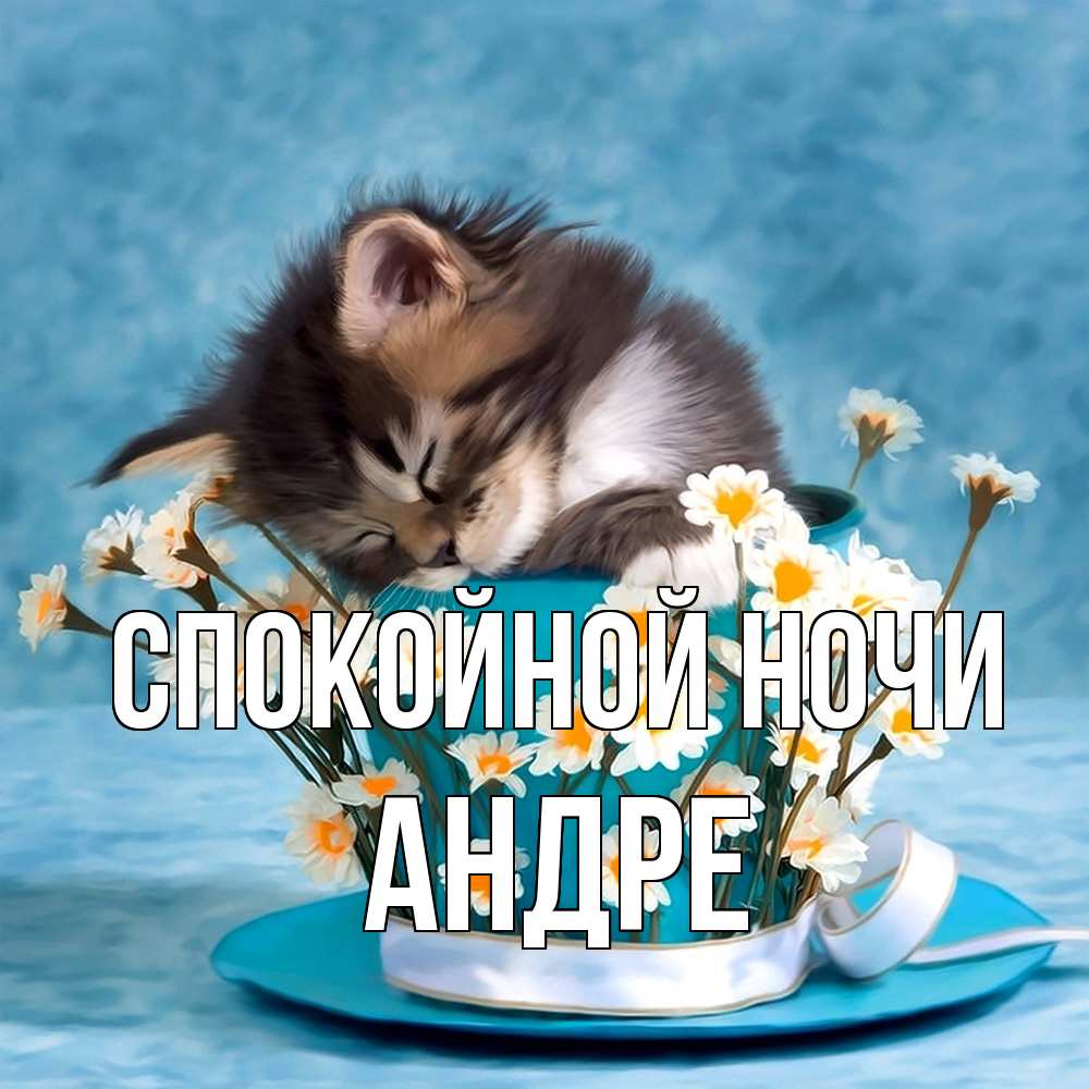 Открытка на каждый день с именем, Андре Спокойной ночи котенок спит в кружке с блюдцем Прикольная открытка с пожеланием онлайн скачать бесплатно 