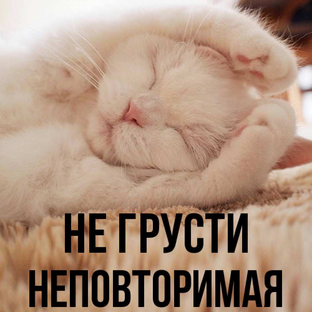 Открытка на каждый день с именем, Неповторимая Не грусти Котенок спит Прикольная открытка с пожеланием онлайн скачать бесплатно 
