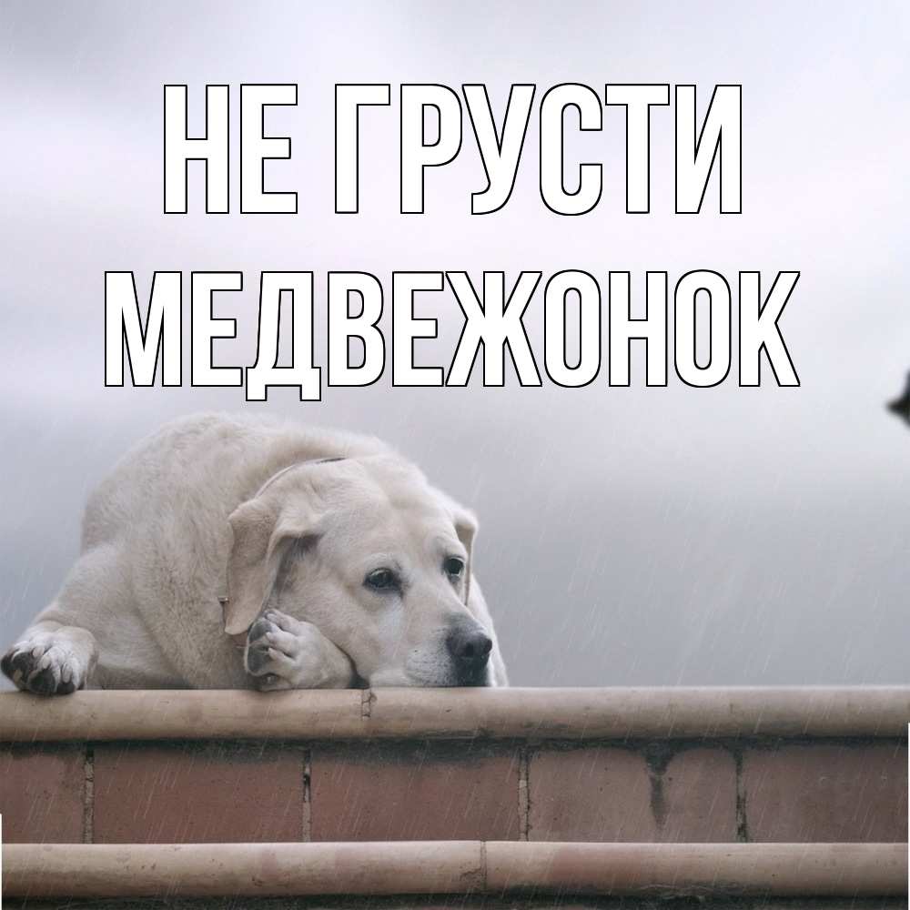 Открытка на каждый день с именем, медвежонок Не грусти белый пес 1 Прикольная открытка с пожеланием онлайн скачать бесплатно 