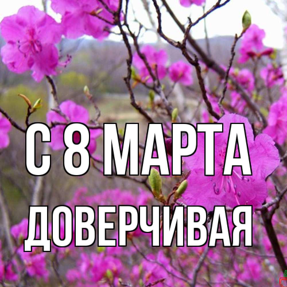 Открытка на каждый день с именем, Доверчивая C 8 МАРТА международный женский день Прикольная открытка с пожеланием онлайн скачать бесплатно 