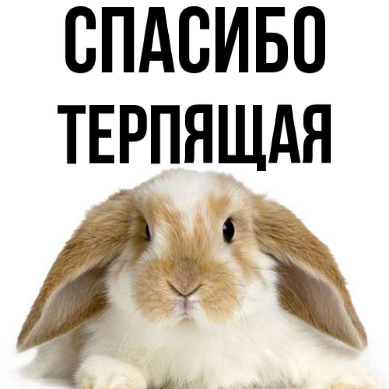 Картинка Спасибо, Терпящая