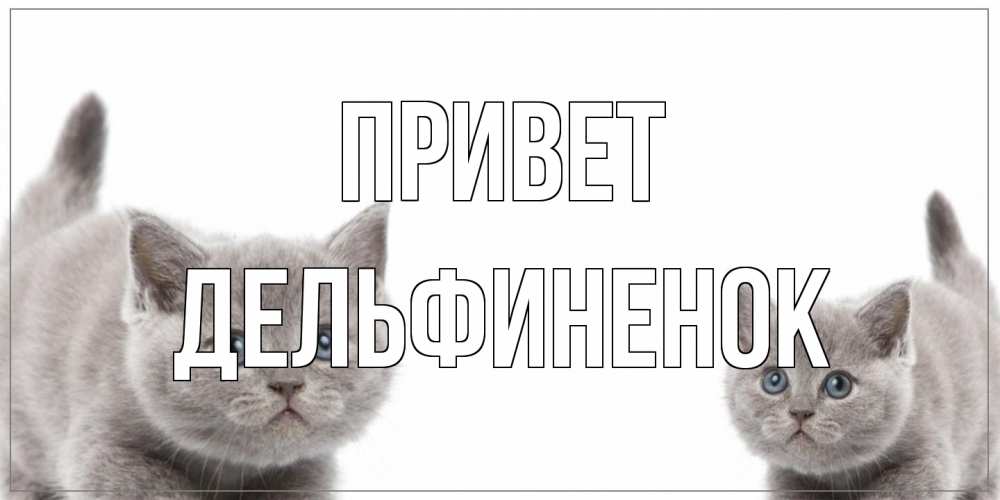 Открытка на каждый день с именем, дельфиненок Привет коты Прикольная открытка с пожеланием онлайн скачать бесплатно 