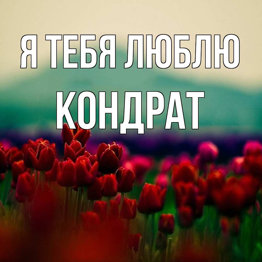 Открытка на каждый день с именем, Кондрат Я тебя люблю тюльпаны 4 Прикольная открытка с пожеланием онлайн скачать бесплатно 
