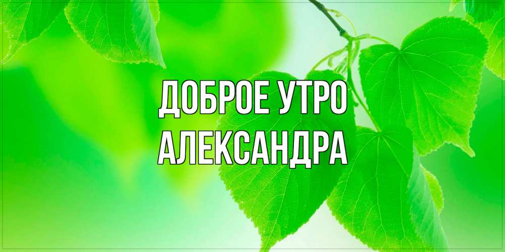 Открытка на каждый день с именем, Александра Доброе утро доброе утро с березовыми листьями Прикольная открытка с пожеланием онлайн скачать бесплатно 