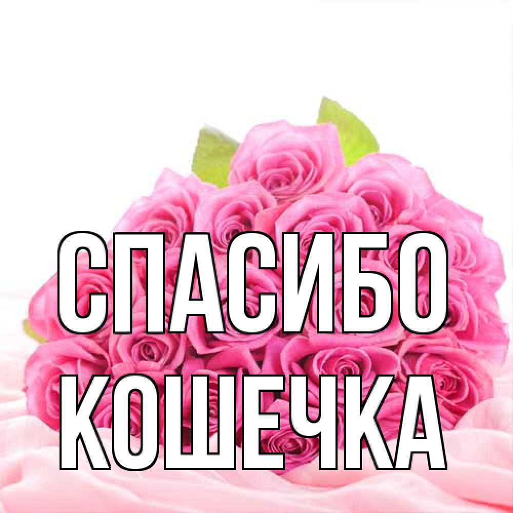 Открытка на каждый день с именем, кошечка Спасибо розовые розы с подписью Прикольная открытка с пожеланием онлайн скачать бесплатно 