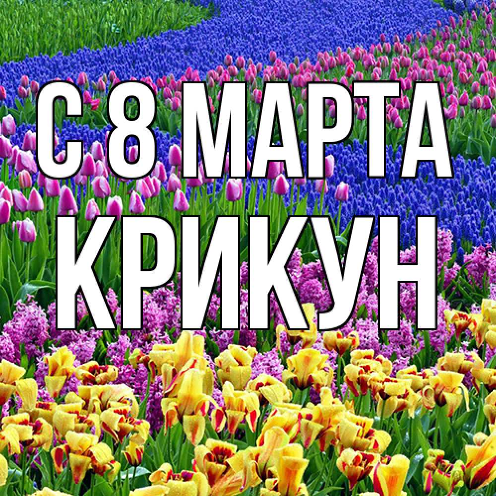 Открытка на каждый день с именем, Крикун C 8 МАРТА цветы Прикольная открытка с пожеланием онлайн скачать бесплатно 
