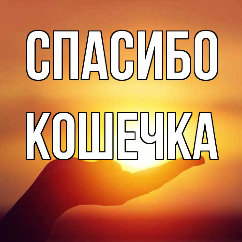 Открытка на каждый день с именем, кошечка Спасибо закат Прикольная открытка с пожеланием онлайн скачать бесплатно 