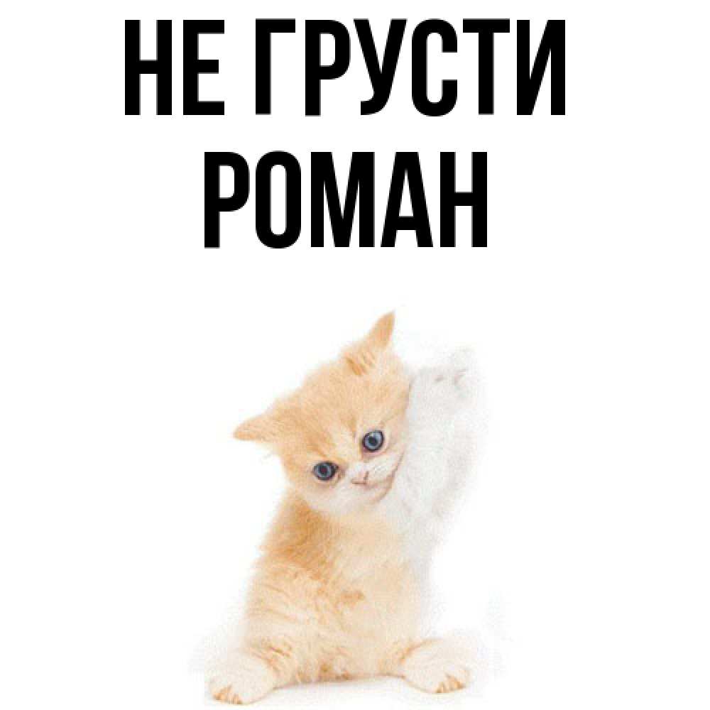 Открытка на каждый день с именем, Роман Не грусти просящий кот Прикольная открытка с пожеланием онлайн скачать бесплатно 