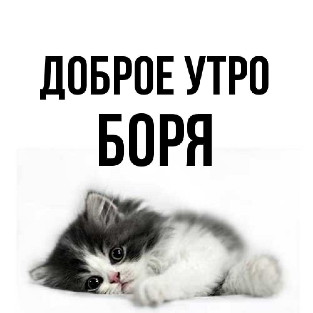 Открытка на каждый день с именем, Боря Доброе утро кот лапки Прикольная открытка с пожеланием онлайн скачать бесплатно 