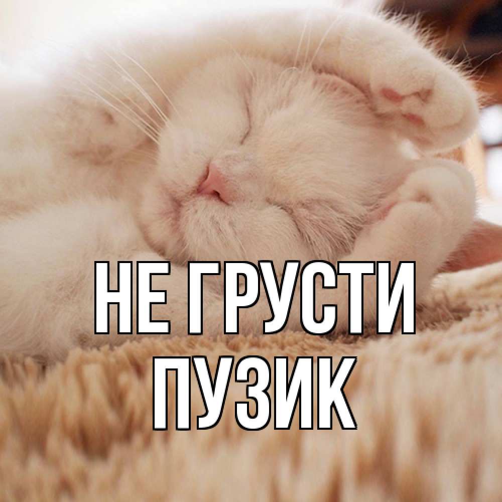 Открытка на каждый день с именем, Пузик Не грусти белый кот Прикольная открытка с пожеланием онлайн скачать бесплатно 