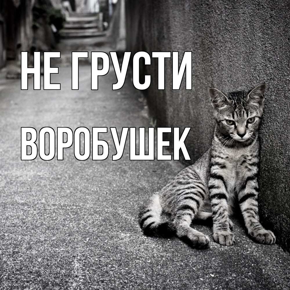 Открытка на каждый день с именем, Воробушек Не грусти скучающий котик Прикольная открытка с пожеланием онлайн скачать бесплатно 