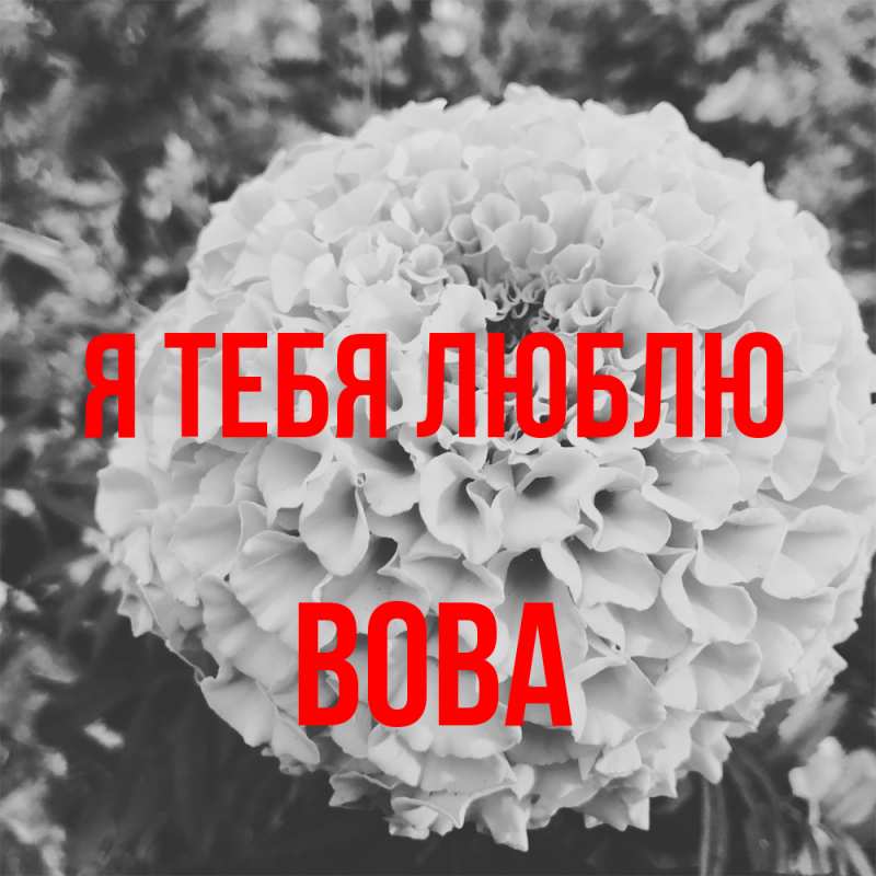 Картинка Я тебя люблю, Вова