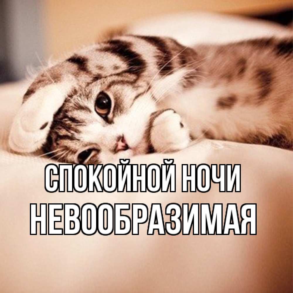 Открытка на каждый день с именем, Невообразимая Спокойной ночи сладких снов с животными Прикольная открытка с пожеланием онлайн скачать бесплатно 
