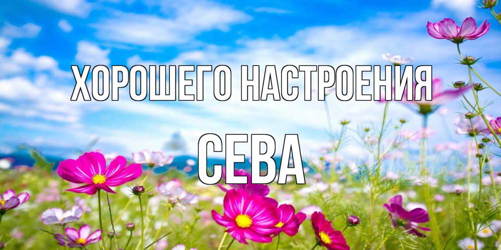 Открытка на каждый день с именем, Сева Хорошего настроения поле цветов Прикольная открытка с пожеланием онлайн скачать бесплатно 