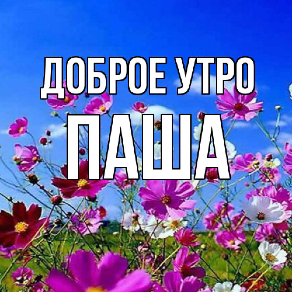Открытка на каждый день с именем, Паша Доброе утро сиреневые цветы Прикольная открытка с пожеланием онлайн скачать бесплатно 