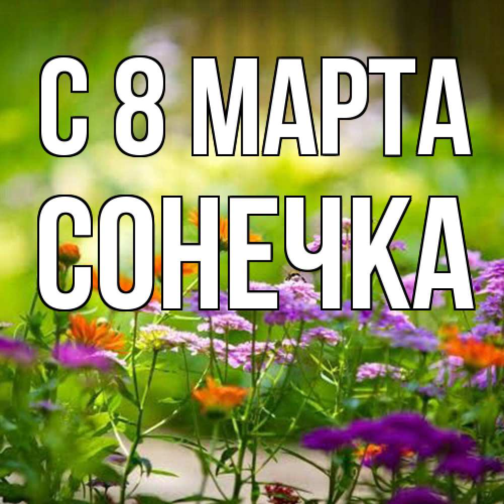 Открытка на каждый день с именем, Сонечка C 8 МАРТА цветы Прикольная открытка с пожеланием онлайн скачать бесплатно 
