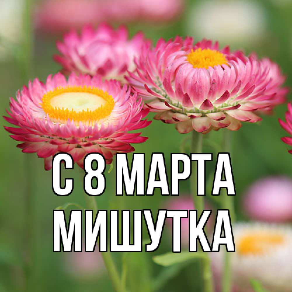 Открытка на каждый день с именем, Мишутка C 8 МАРТА подарок на международный женский день Прикольная открытка с пожеланием онлайн скачать бесплатно 